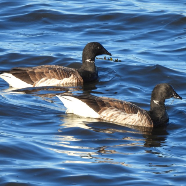 Brant
