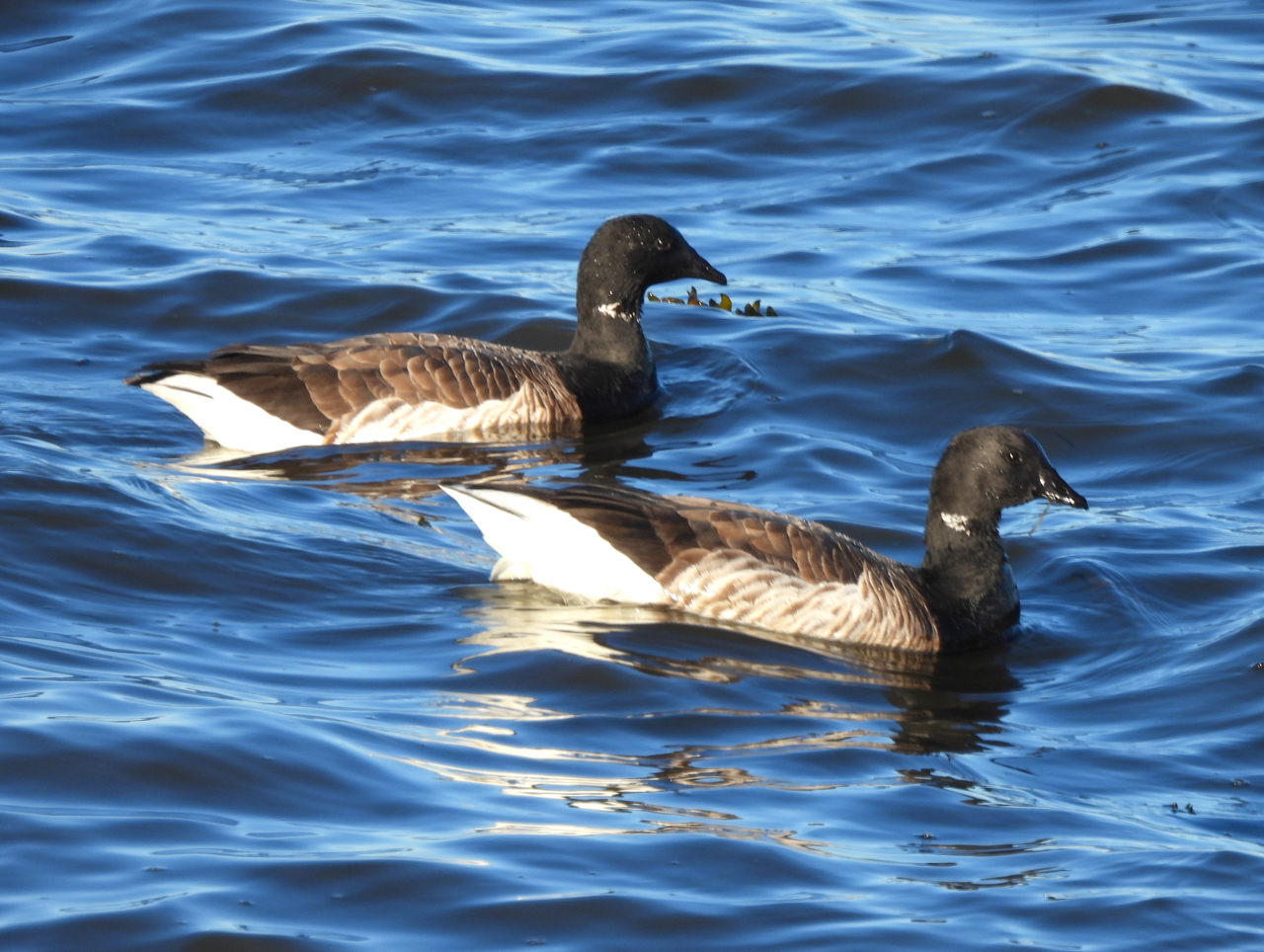 Brant