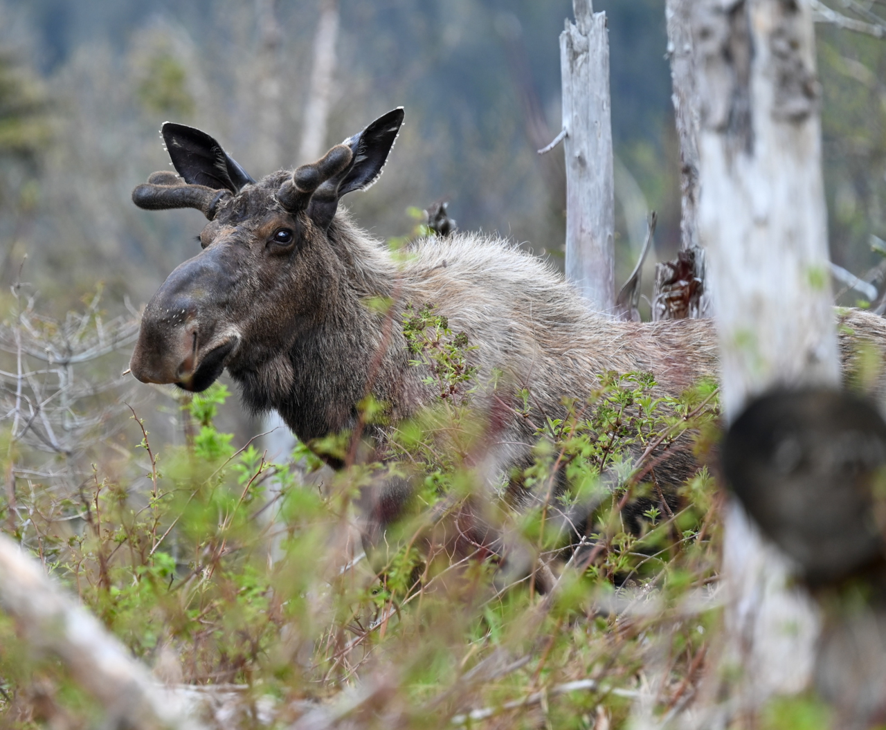 Bull Moose
