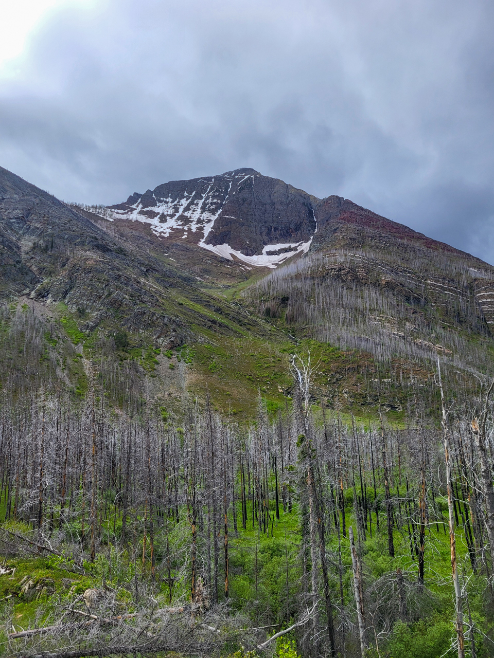 Burned forest in Waterton Lakes NP