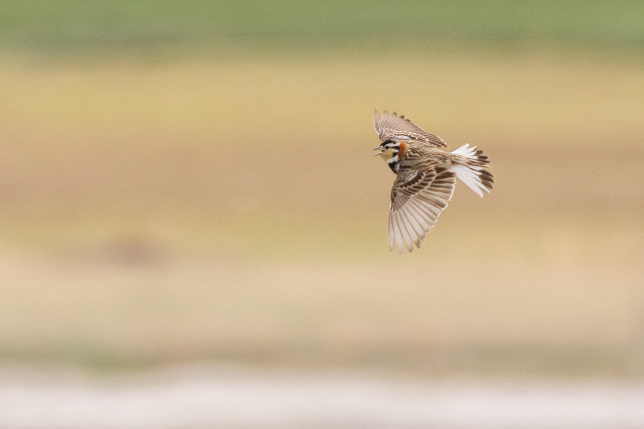Chestnut-collared Longspur