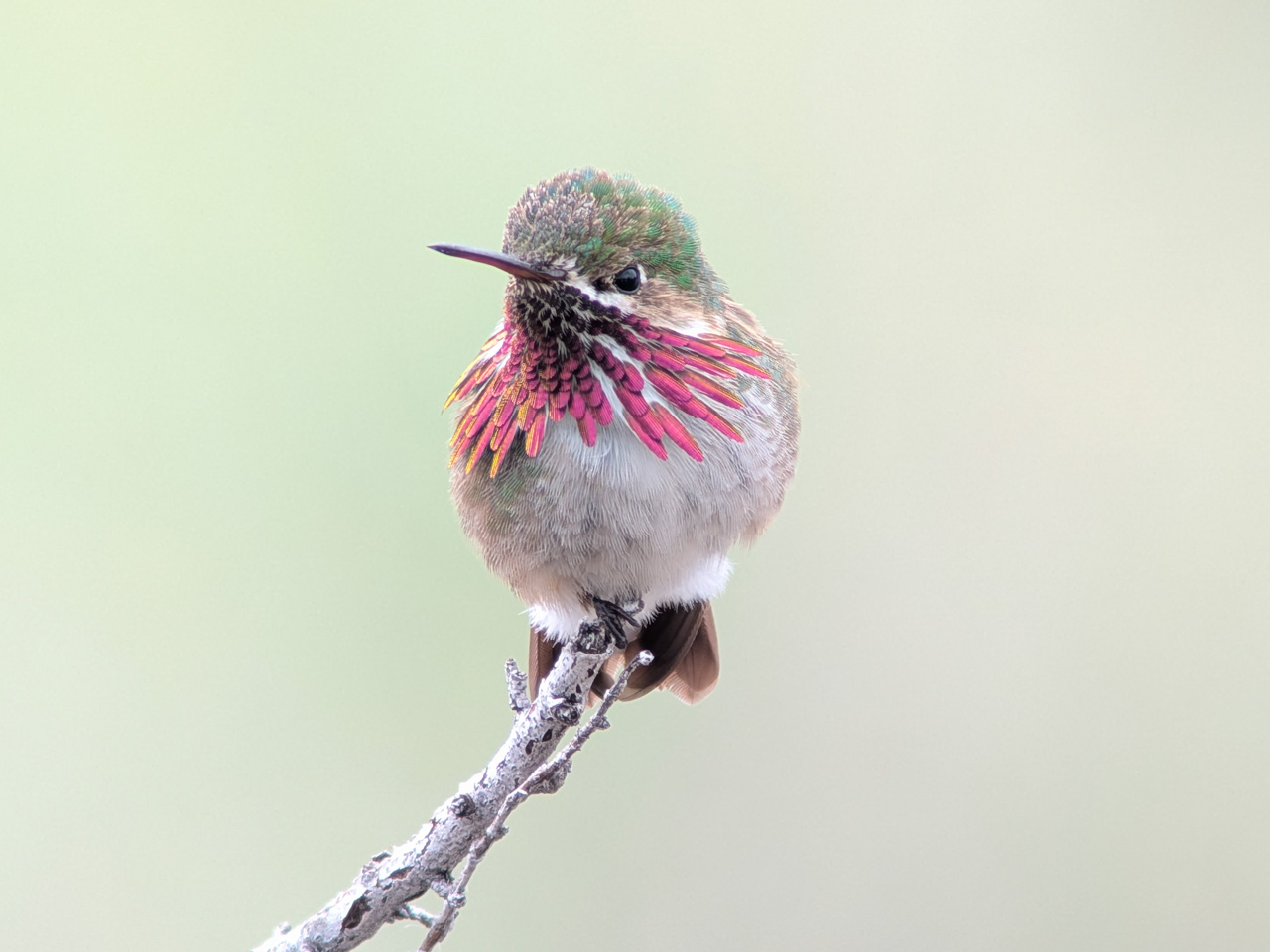 Calliope Hummingbird 