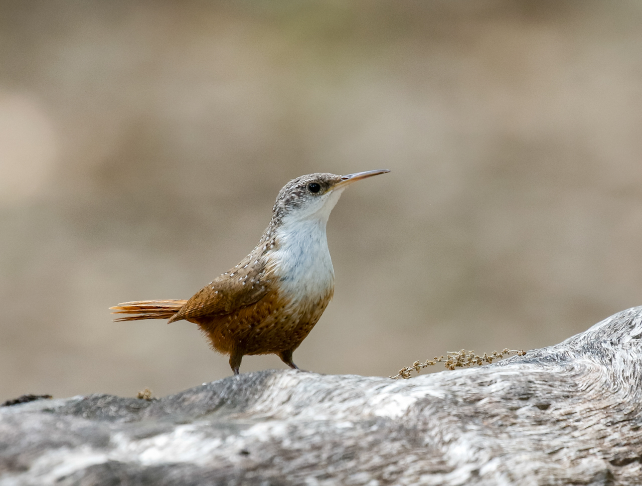 Canyon Wren