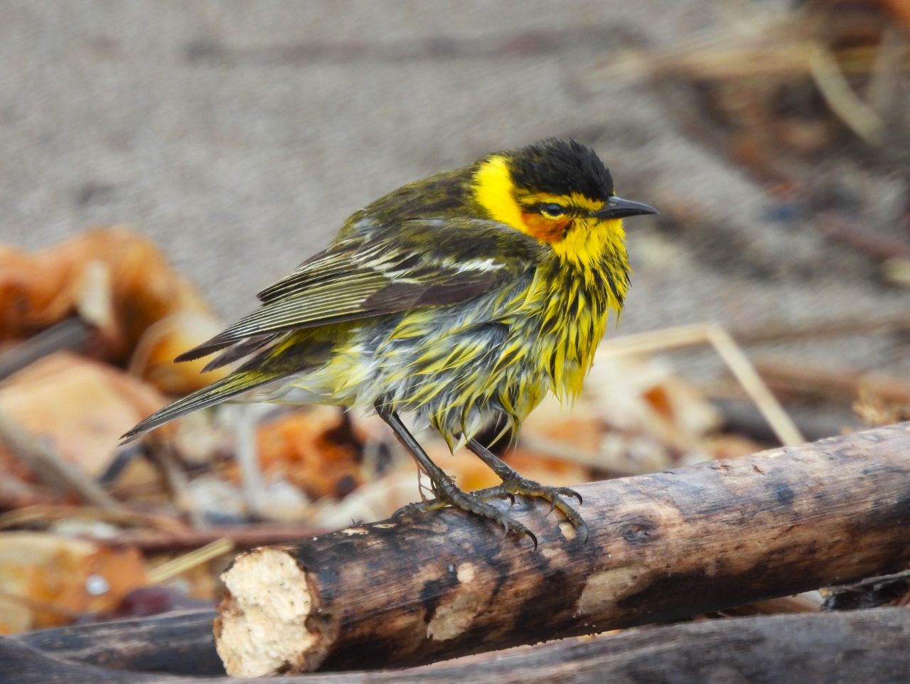 Cape May Warbler