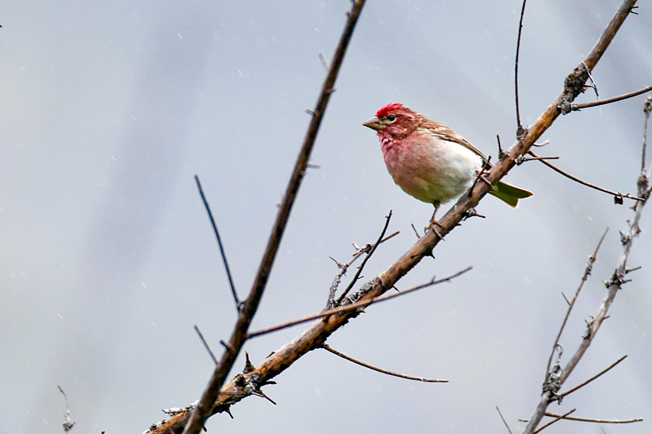 Cassin's Finch