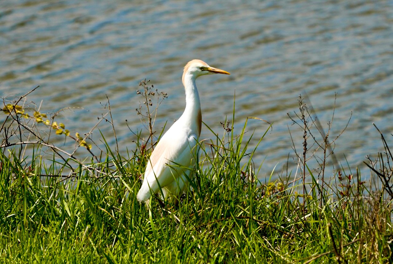 Western Cattle-Egret