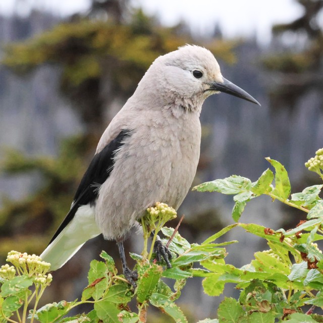 Clark's Nutcracker