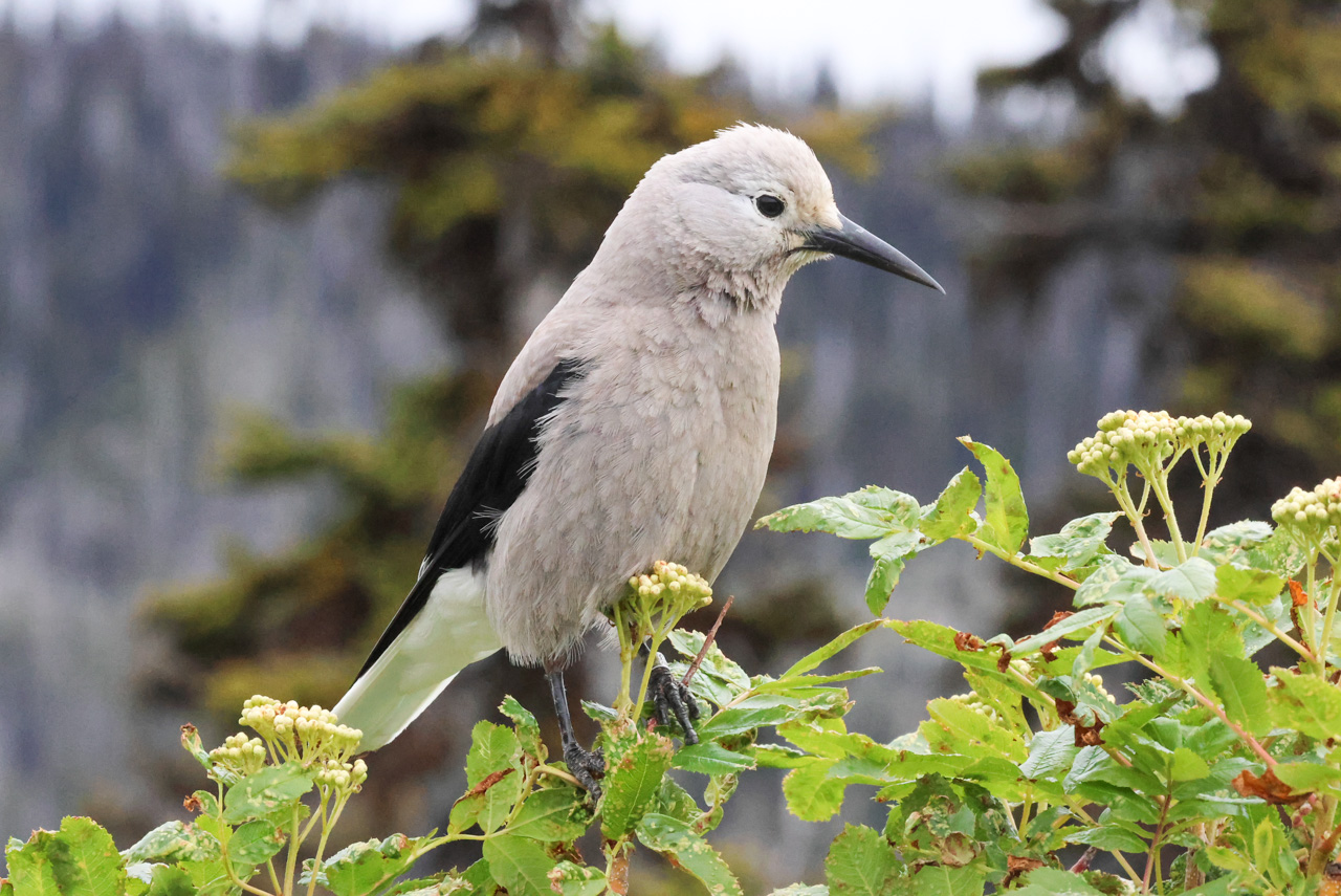 Clark's Nutcracker