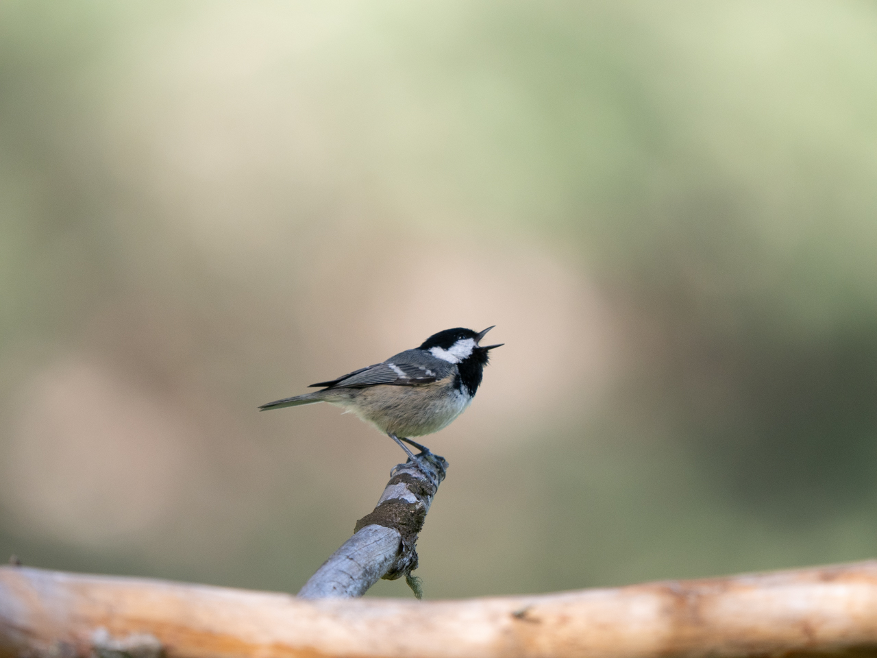 Coal Tit