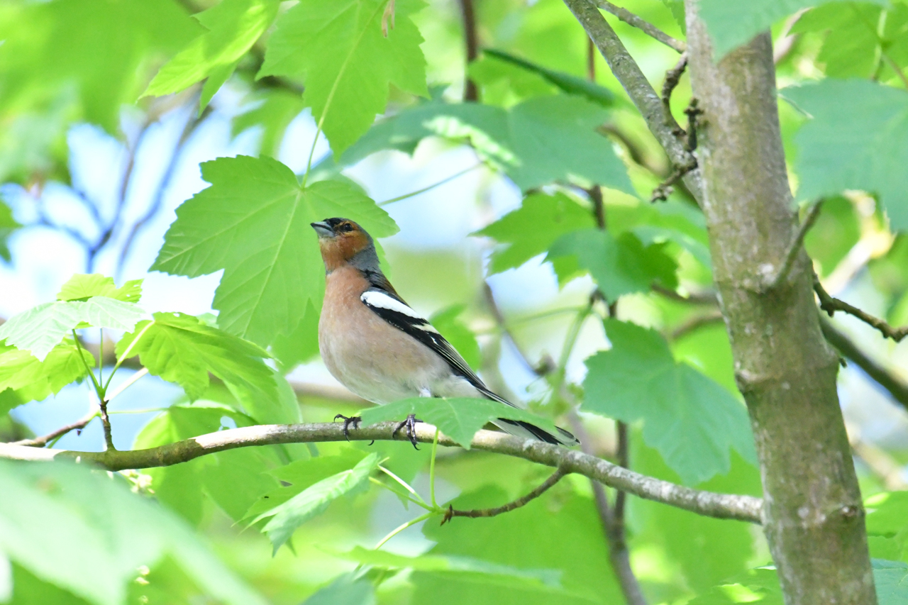 Common Chaffinch