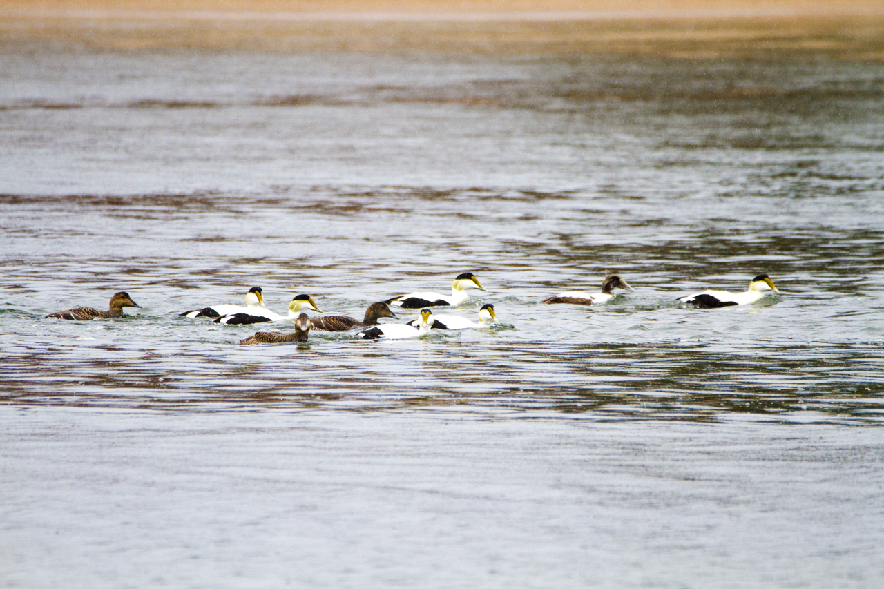 Common Eider