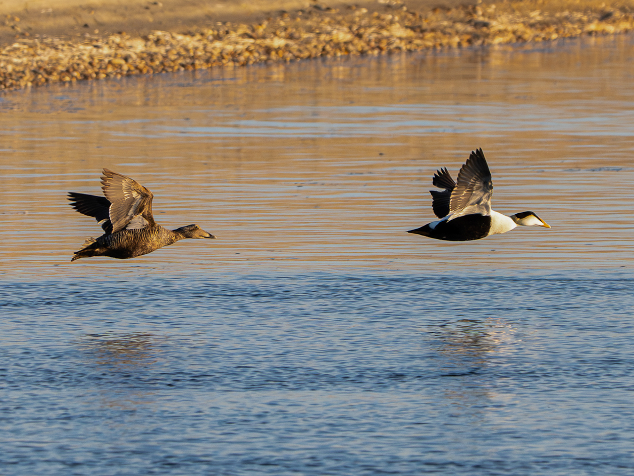 Common Eider