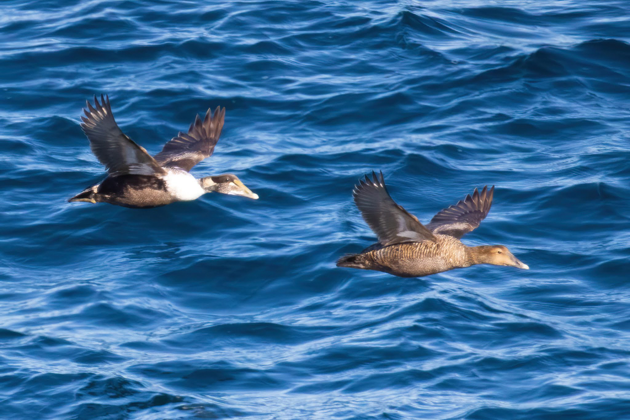 Common Eiders