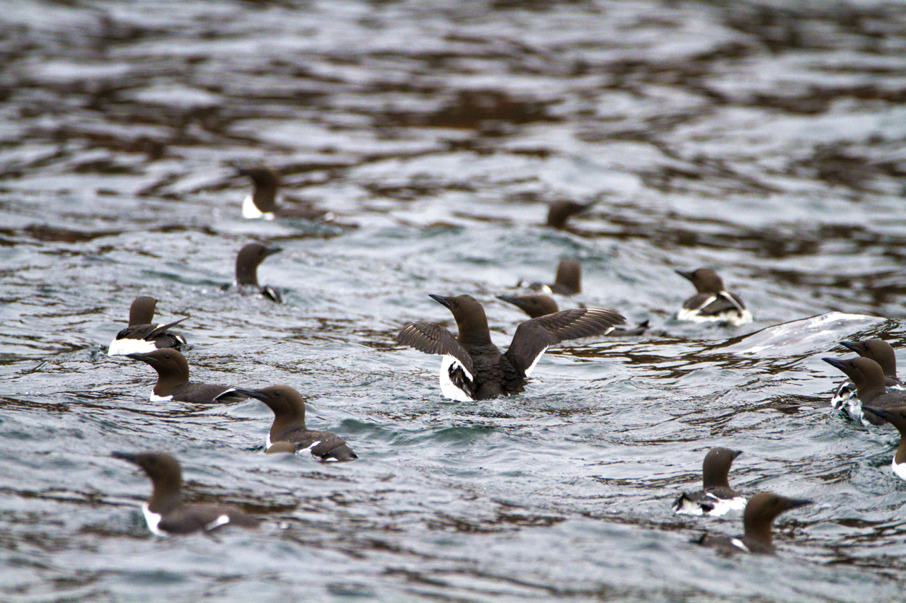 Common Murres