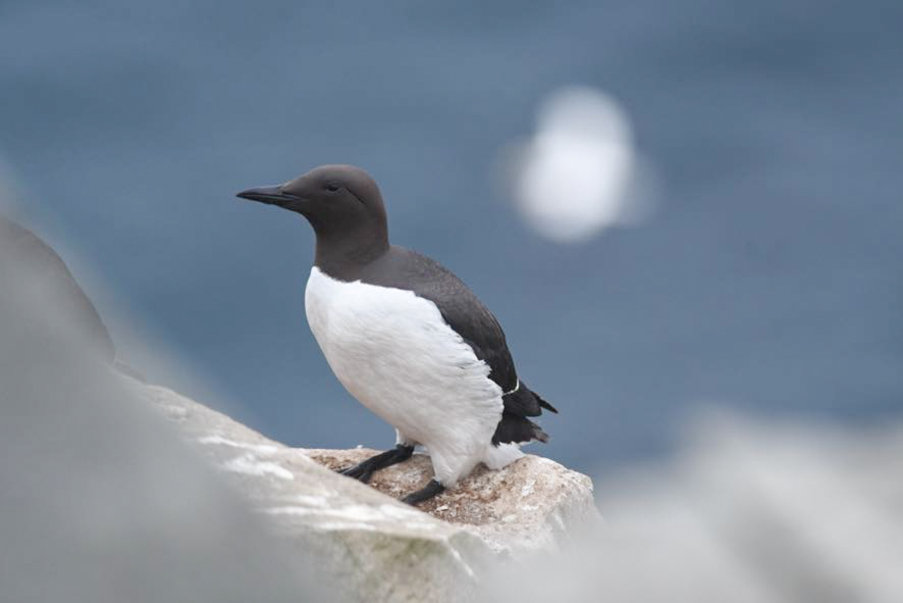 Common Murre