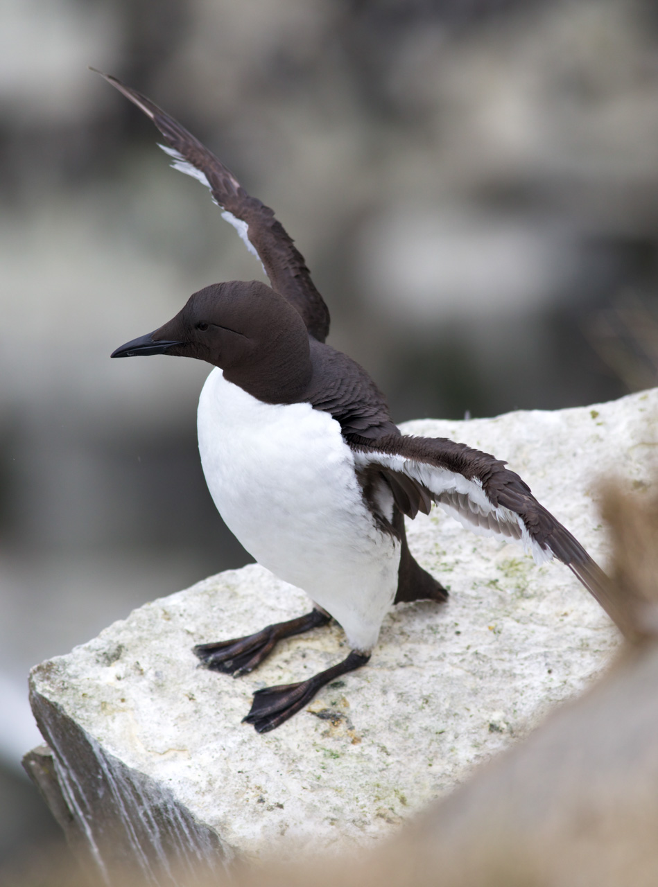 Common Murre