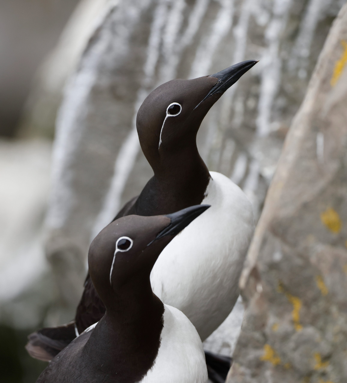 Common Murres
