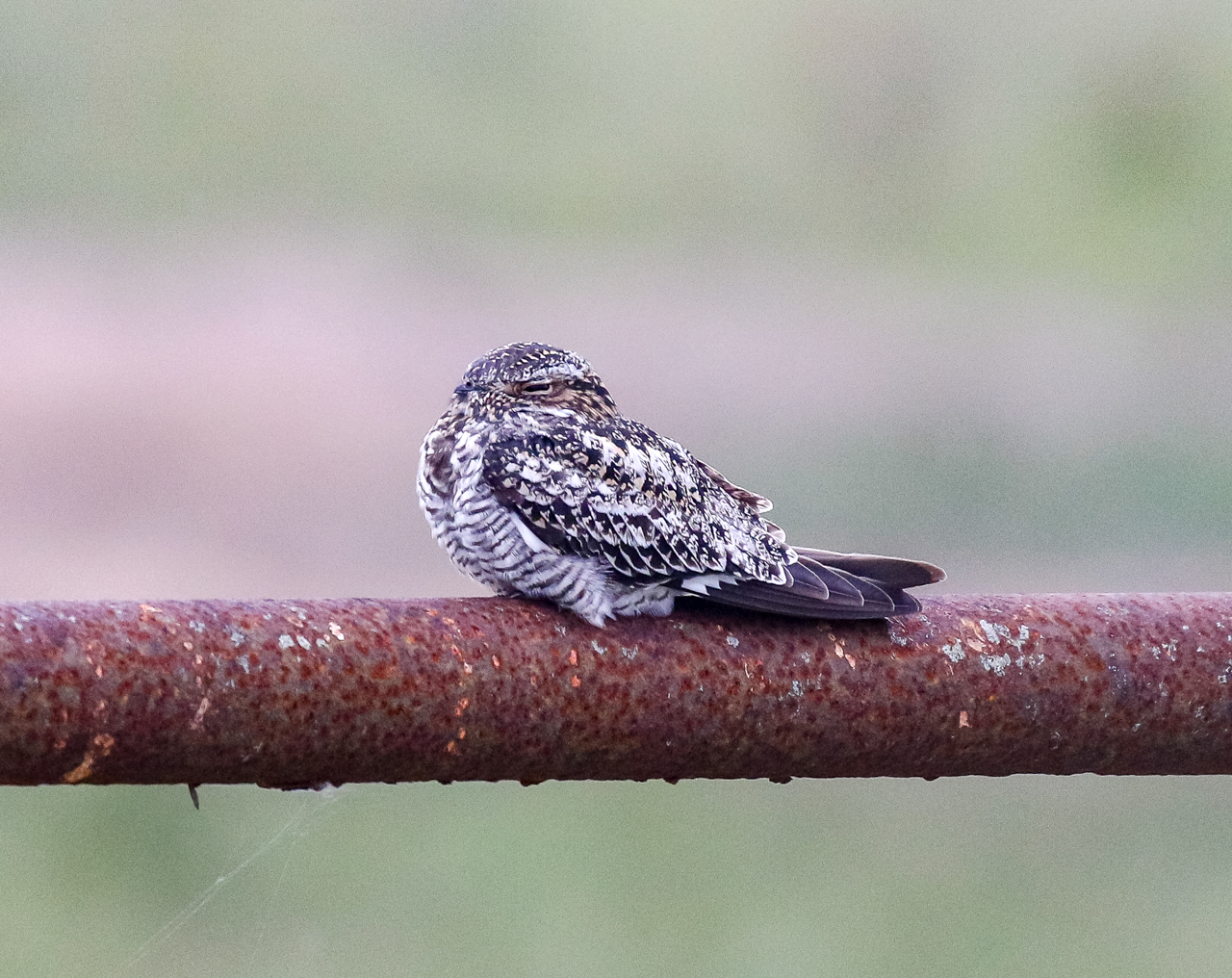 Common Nighthawk