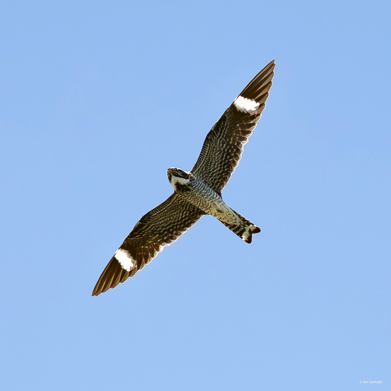 Common Nighthawk