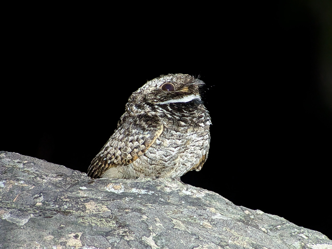 Common Poorwill 