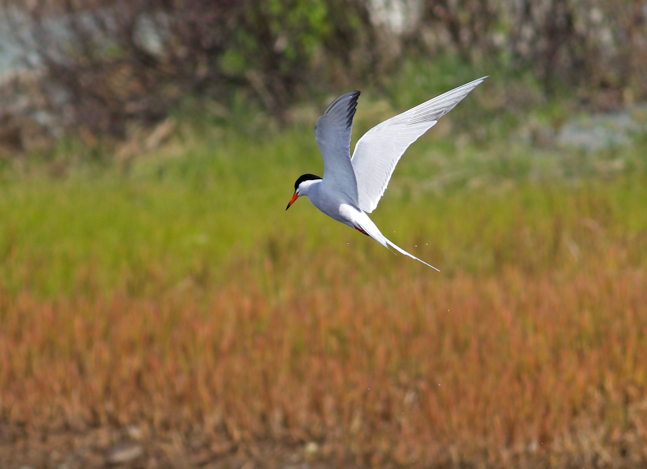 Common Tern