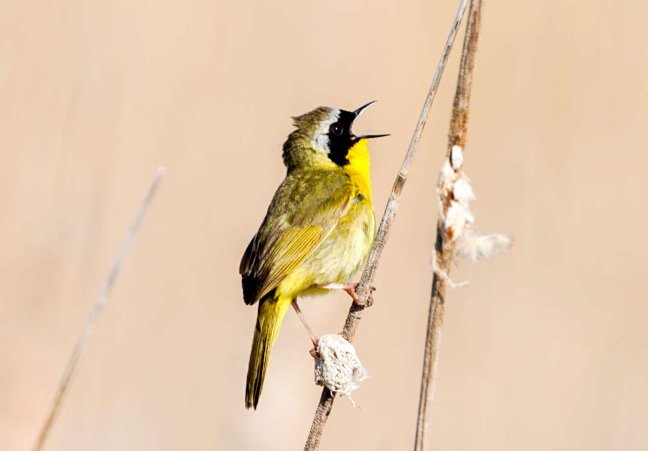Common Yellowthroat