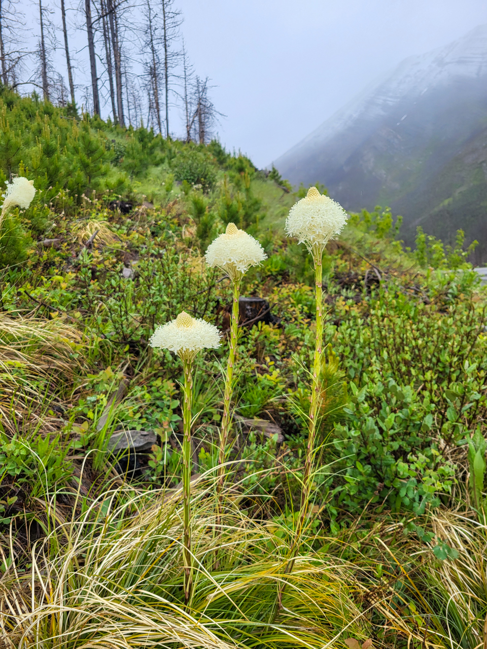 Common Bear Grass