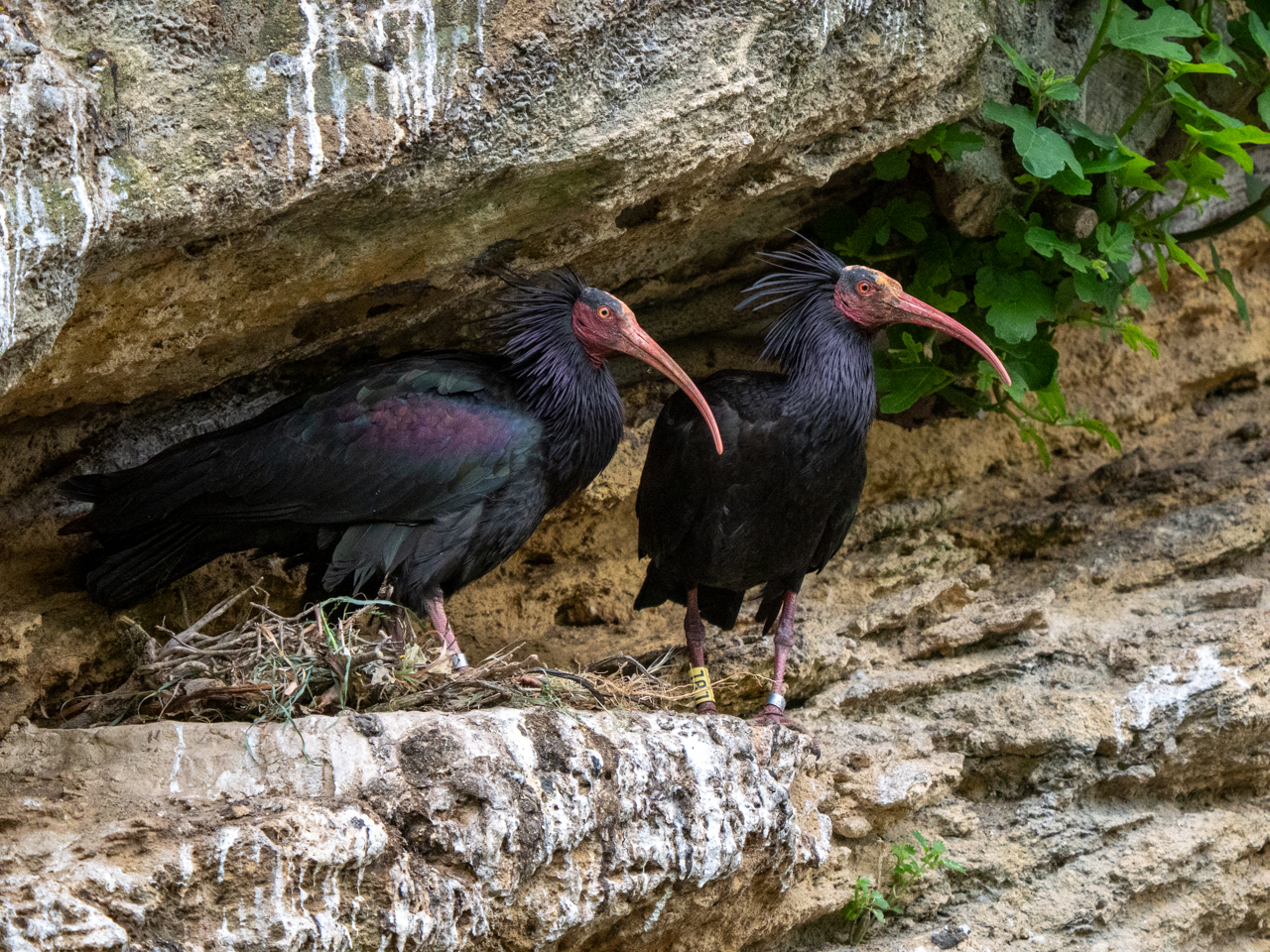 Northern Bald Ibis