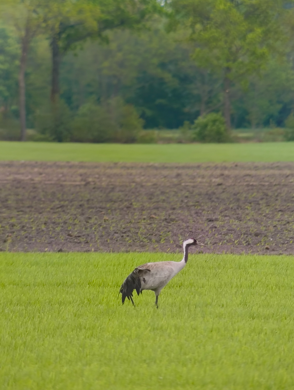 Common Crane