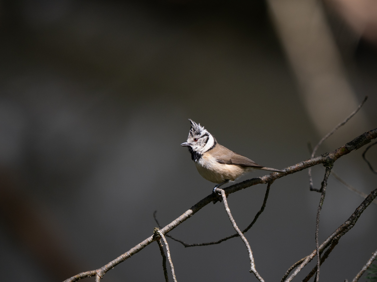 Crested Tit