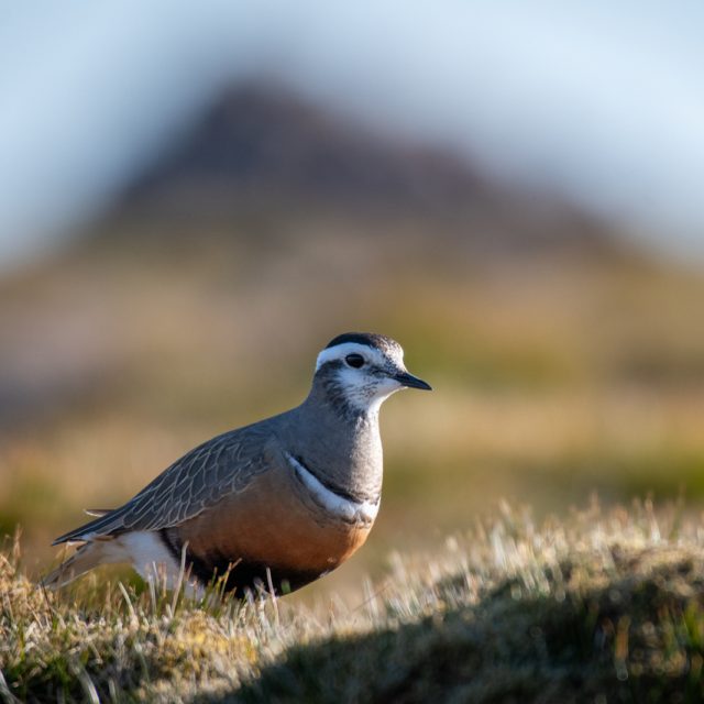 Dotterel in Cairngorm