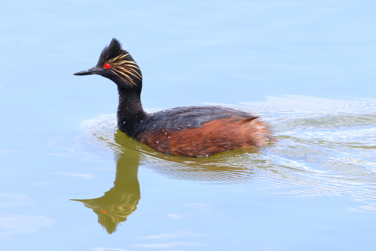 Eared Grebe 