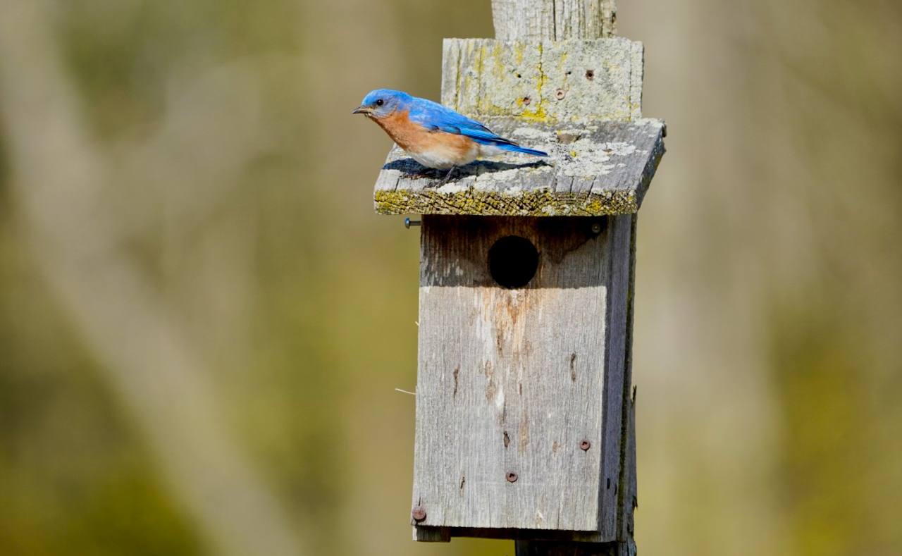 Eastern Bluebird
