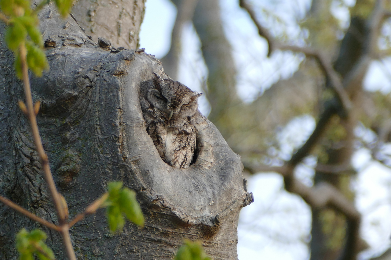 Eastern Screech-Owl