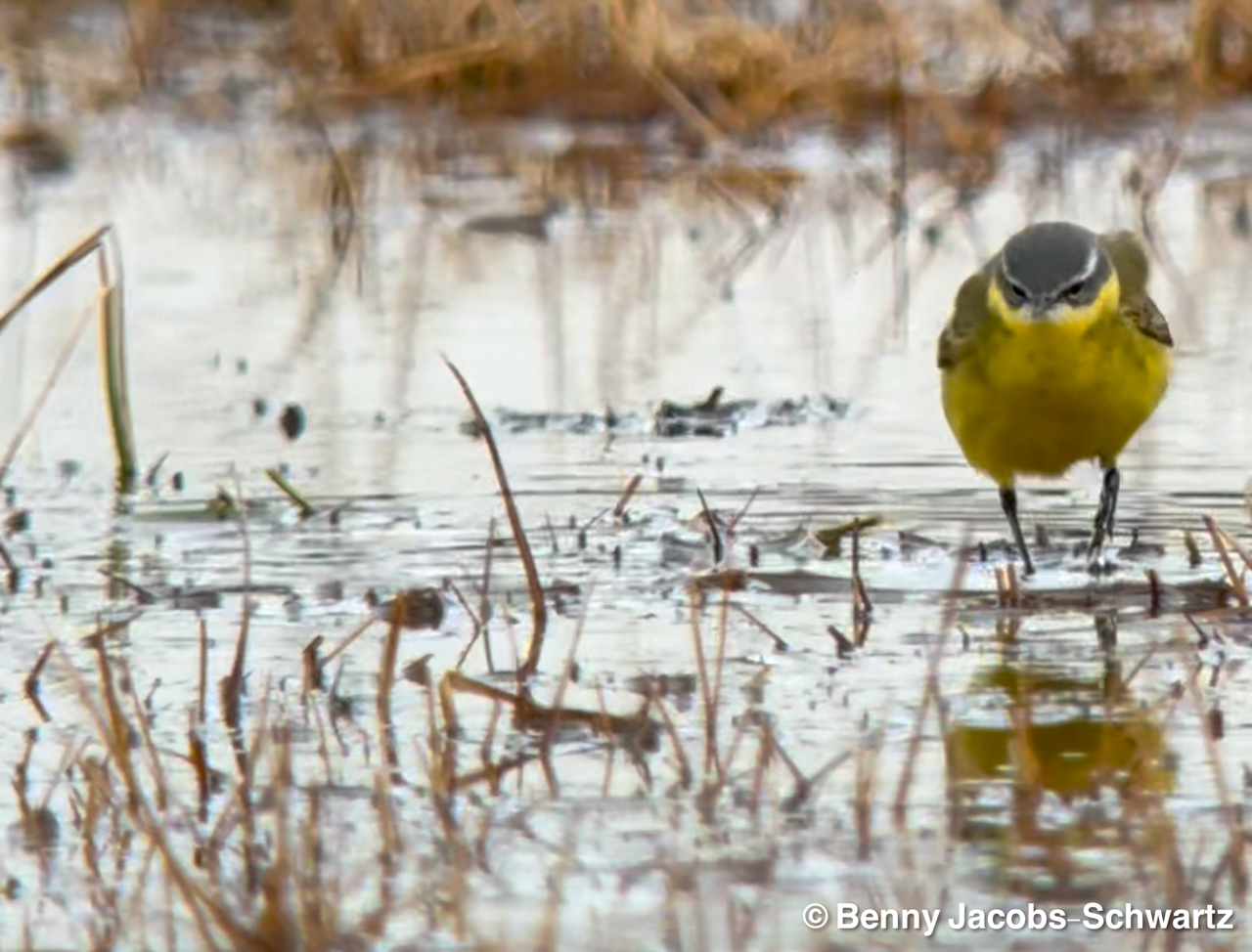 Eastern Yellow Wagtail