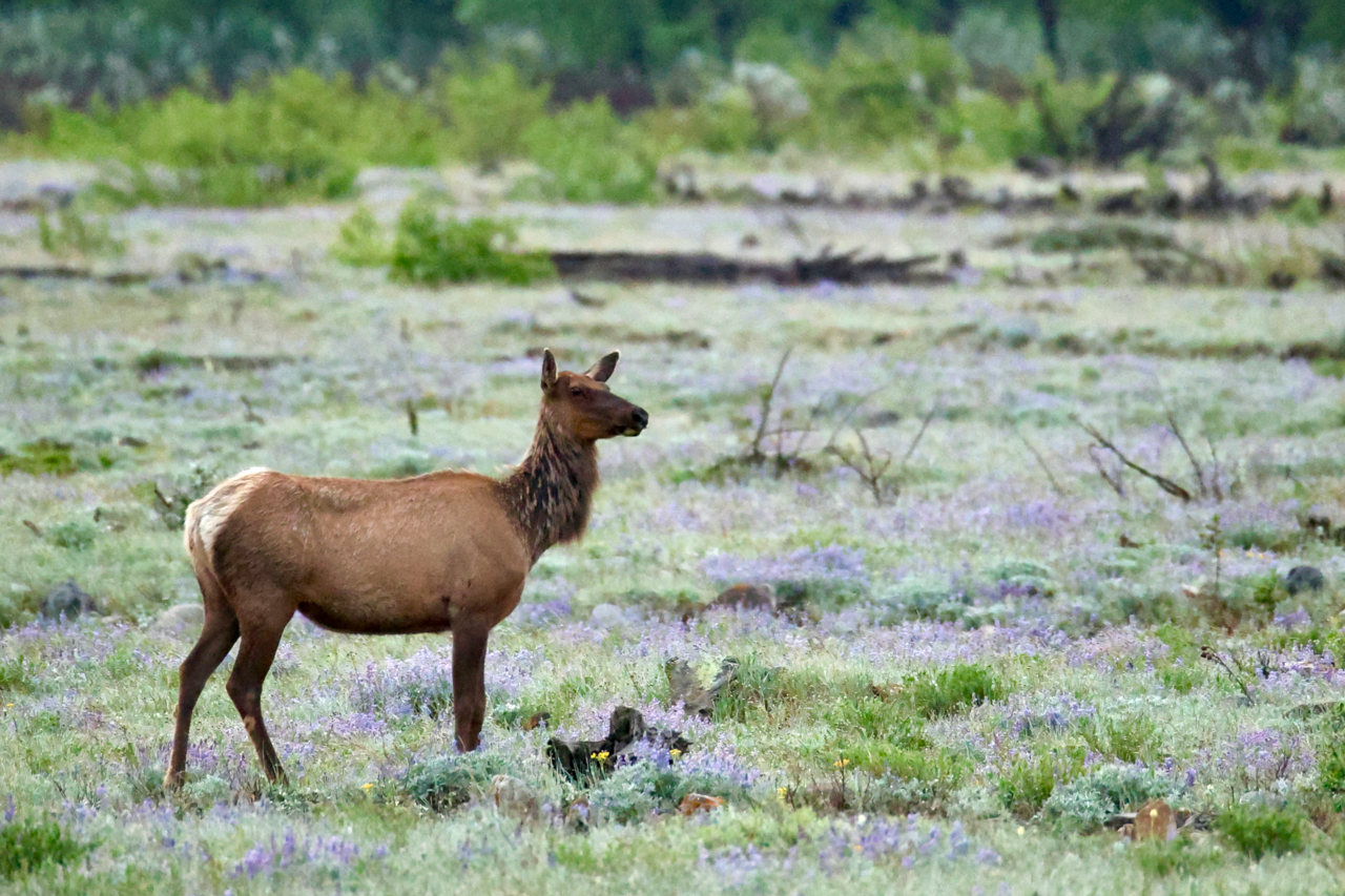 Elk