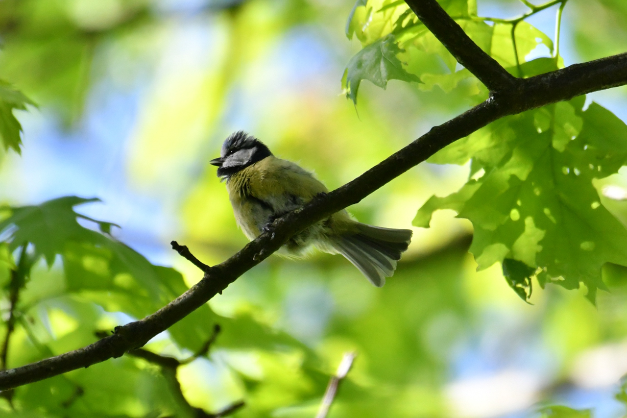 Eurasian Blue Tit