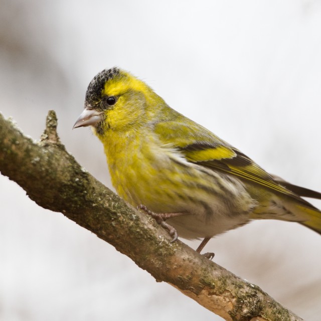 Eurasian Siskin