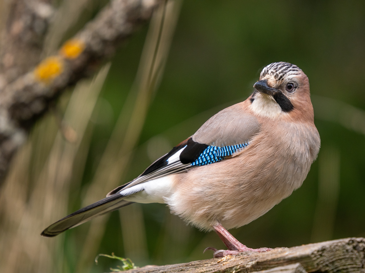 Eurasian Jay