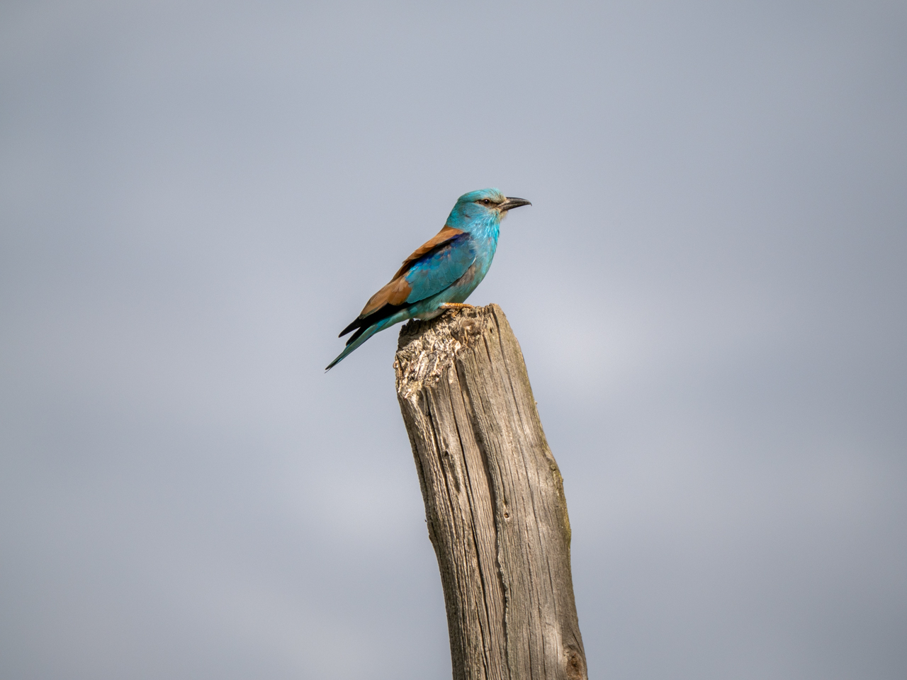 European Roller