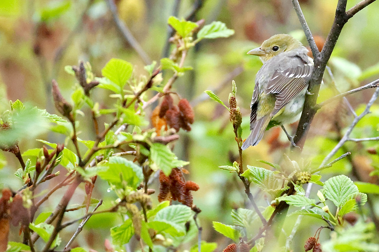 Female Western Tanager