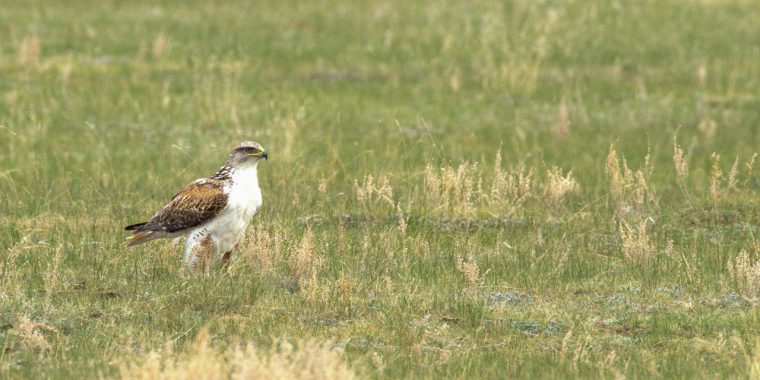 Alberta Birds & Dinosaurs Trip Report (May 27 - 31, 2026)