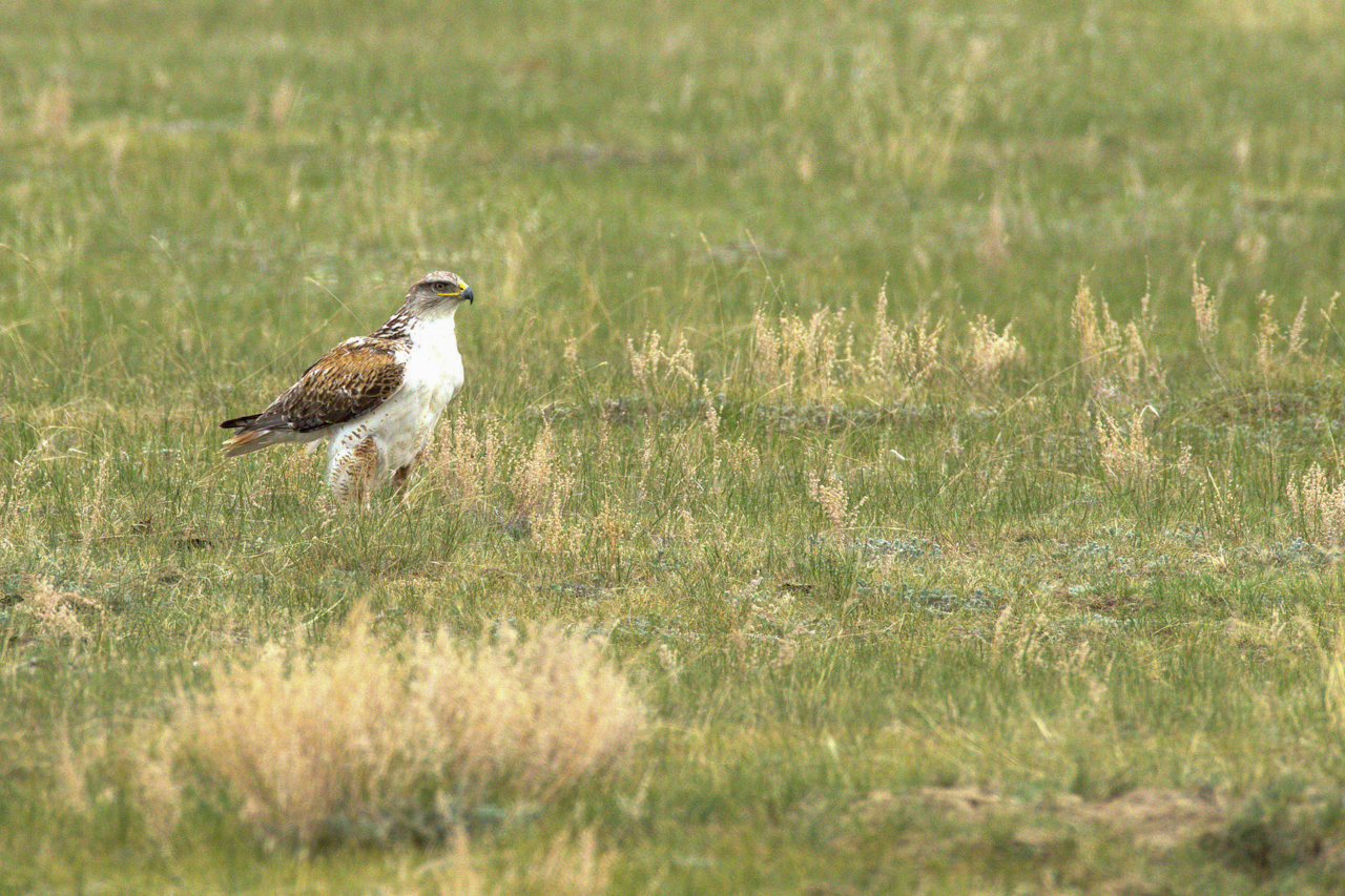 Ferruginous Hawk