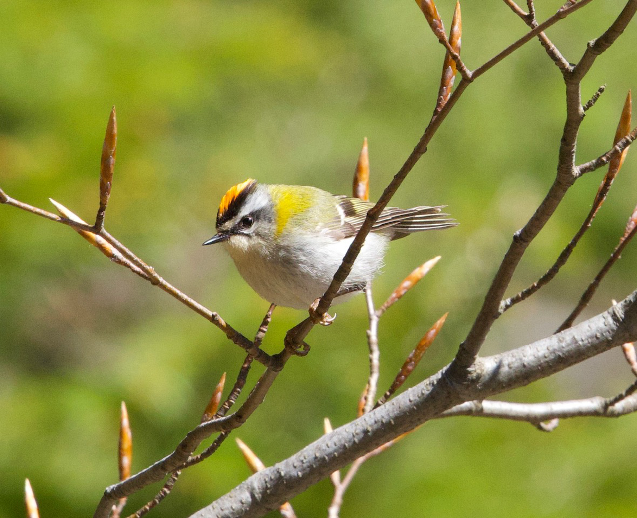 Firecrest