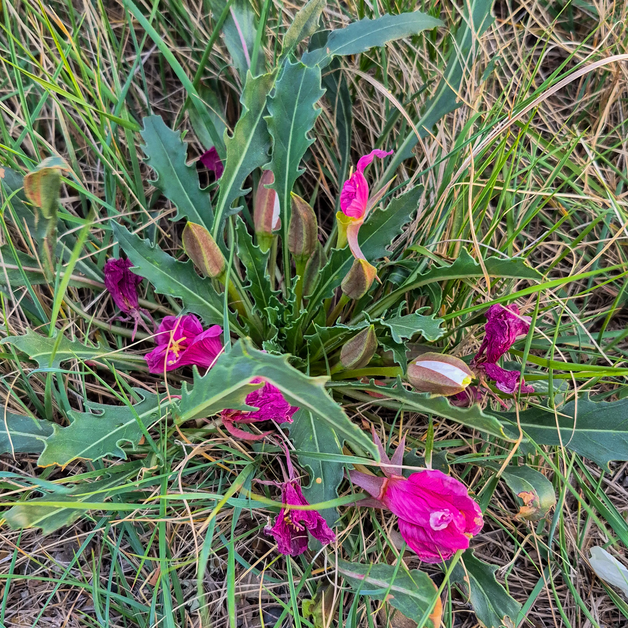 Fragrant Evening Primrose