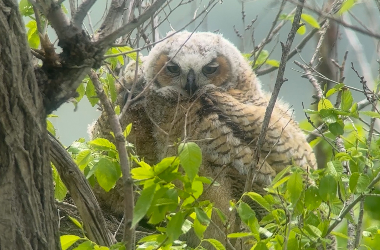Great Horned Owl chicks