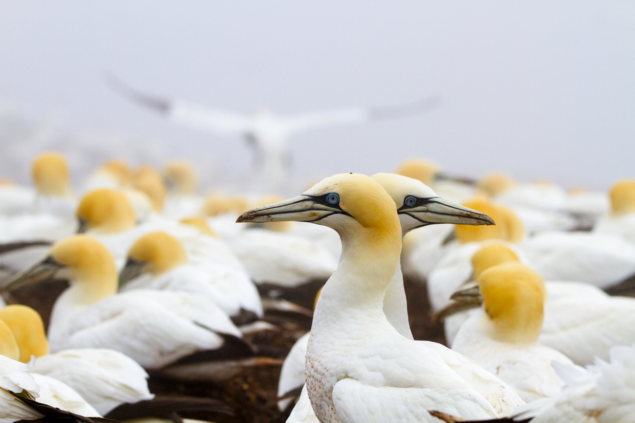 Gannet