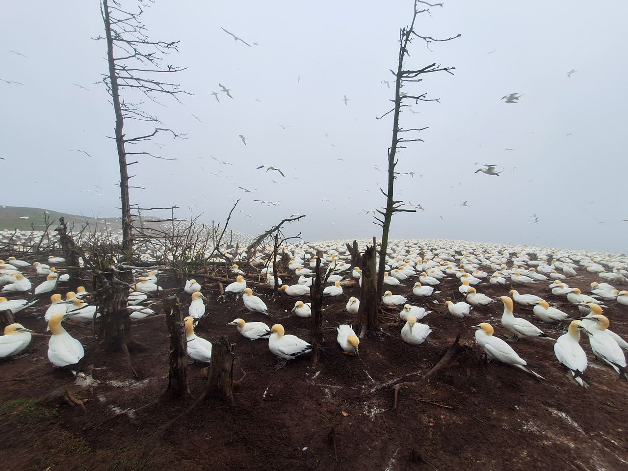 Gannet Colony, Bonaventure Island