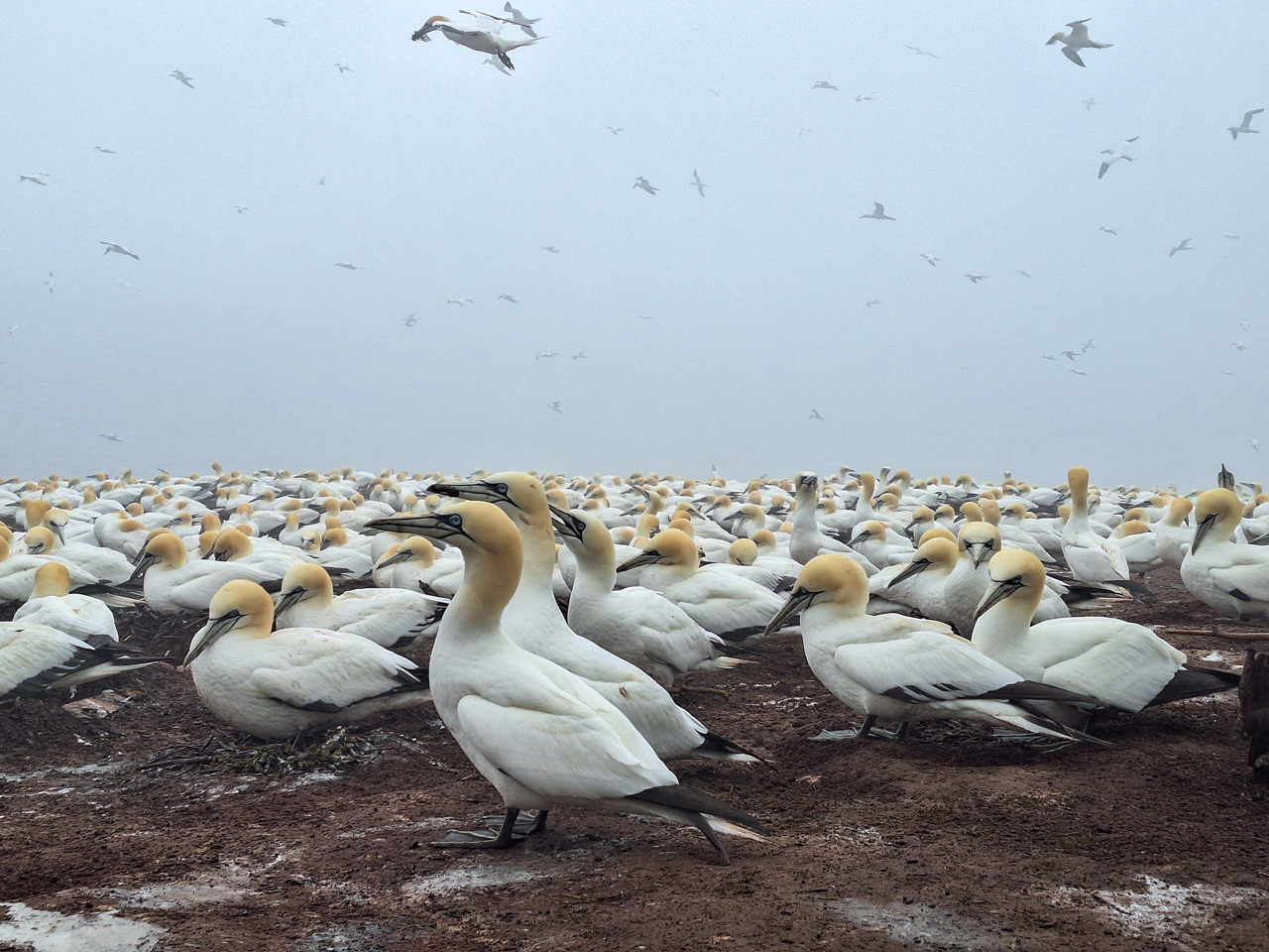 Gannet Colony, Bonaventure Island