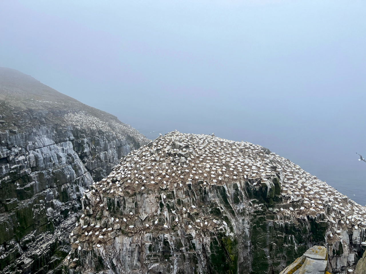 Gannet Rock
